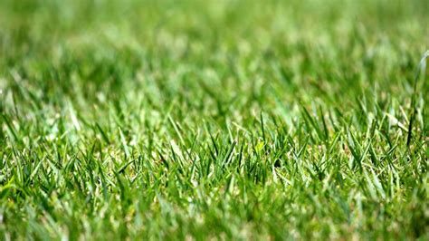 Reseeding lawn. Things To Know About Reseeding lawn. 